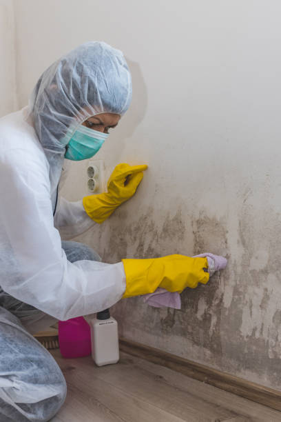 Woodville, FL Mold Removal Company